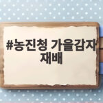 가을감자 재배 성공 통씨감자 선택이 중요 농진청 가을감자 재배