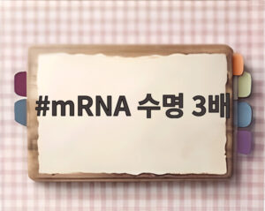 mRNA 수명 3배