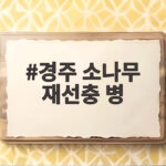 경주 소나무 재선충 병 피해가 올해도 심상치 않습니다 경주 소나무 재선충 병